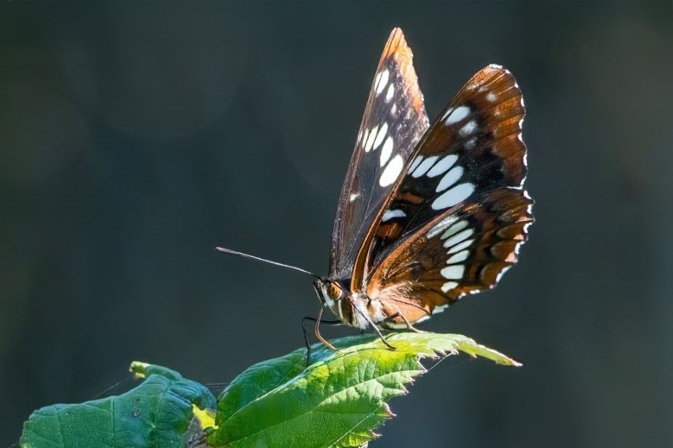 A Lorquin's admiral butterfly at Iona Beach Regional Park.