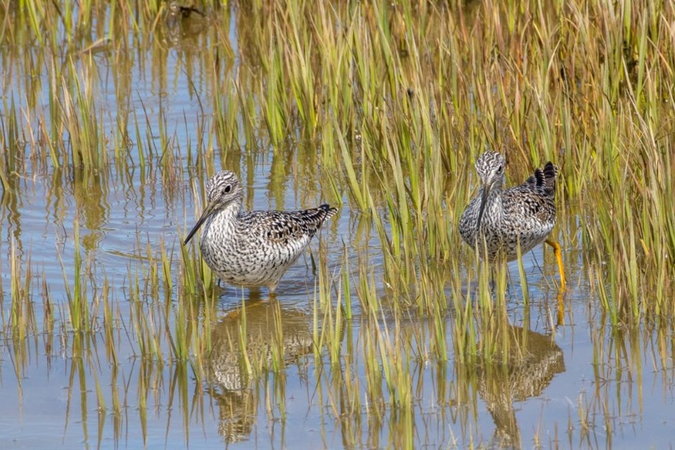 angela-gauld-yellowlegs-london-landing