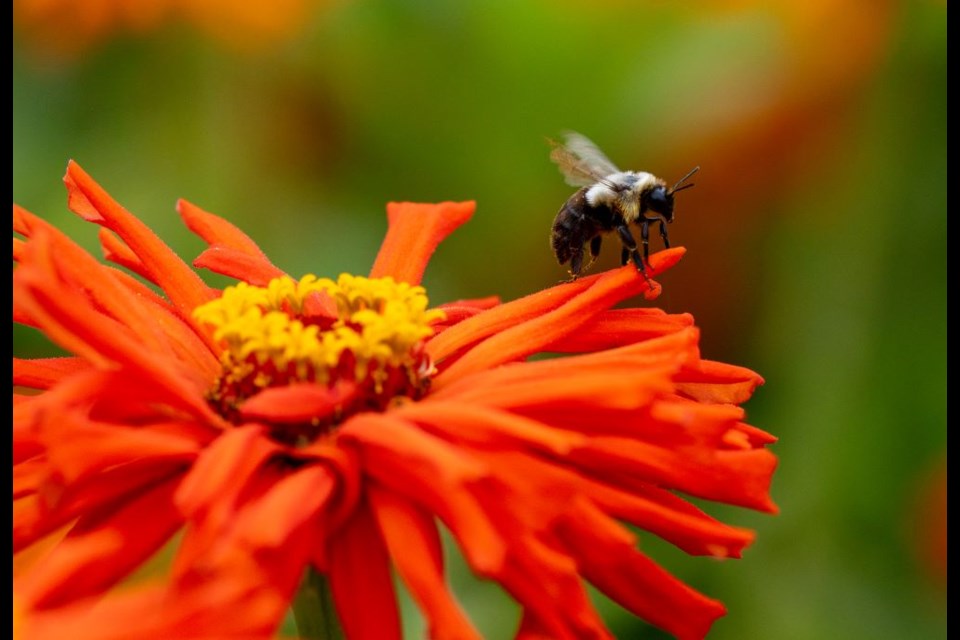 A bee rests on a flower at the Sunflower Festival.