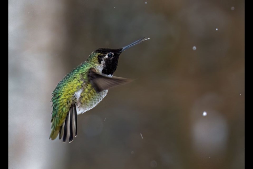 Anna's hummingbird at Richmond Nature Park.