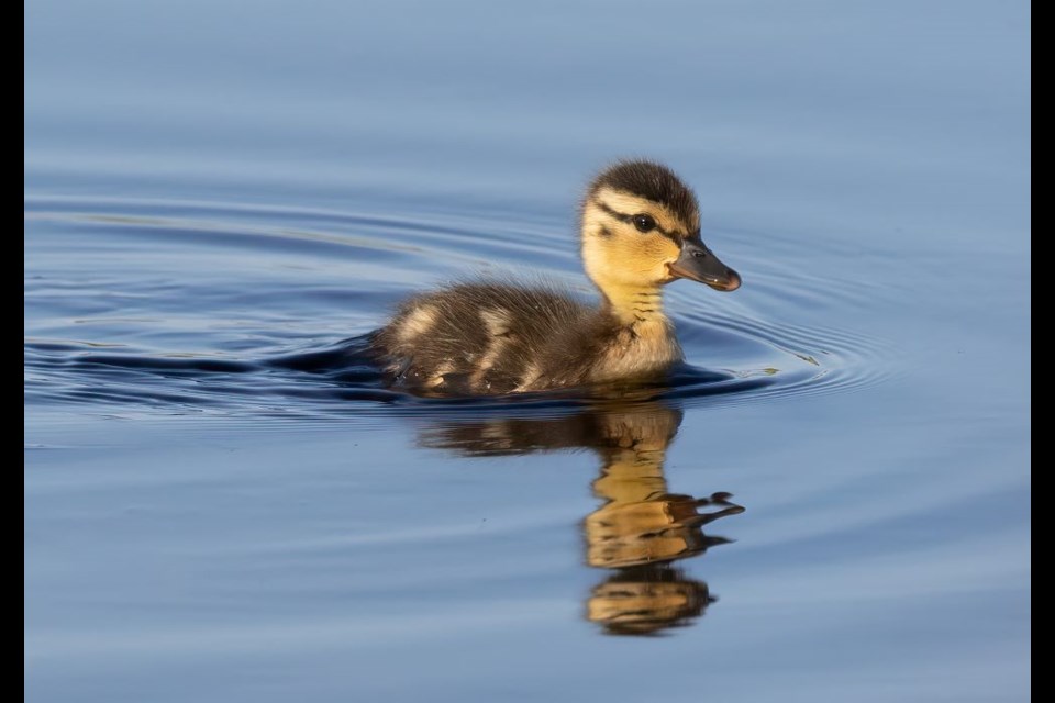 Mallard duckling at Garden City Lands.