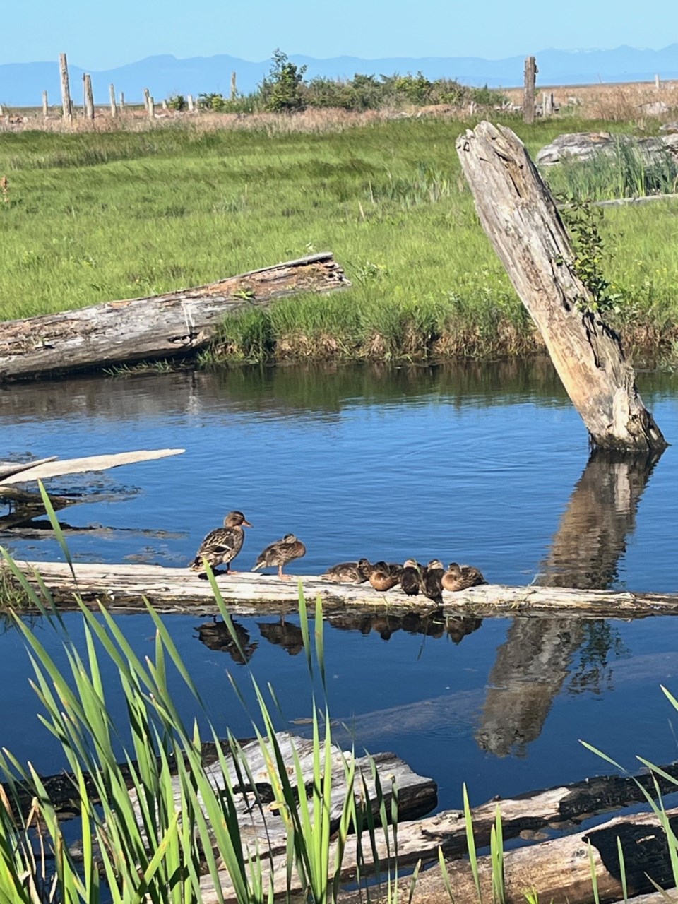 catherine-pokotylo-ducks-west-dyke
