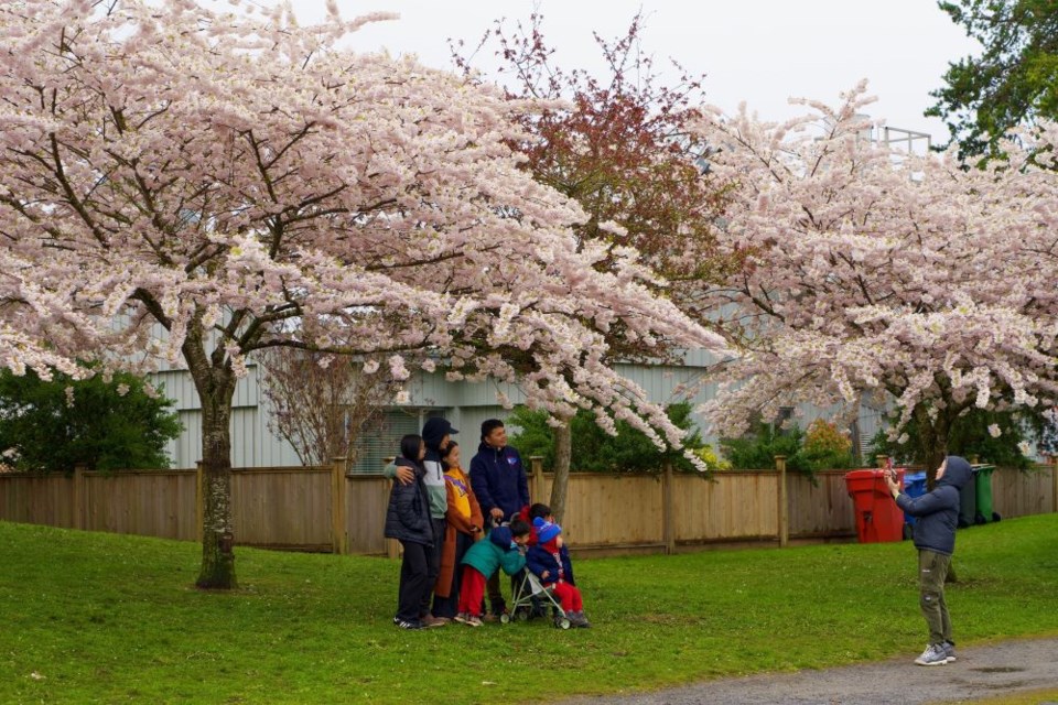 Photo opportunities are a highlight at the Cherry Blossom Festival.