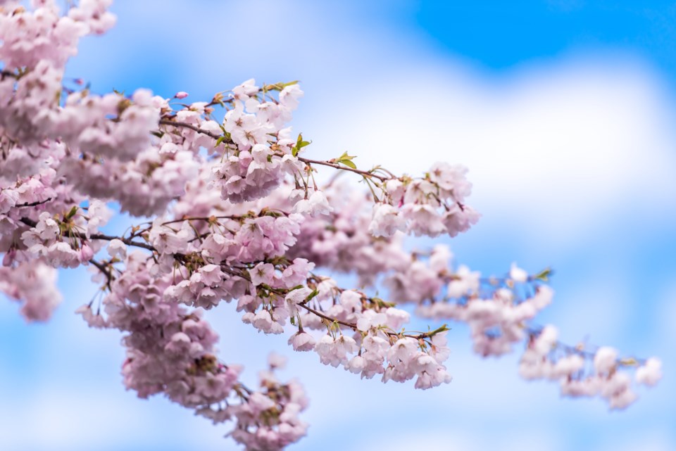 Cherry Blossoms (1)