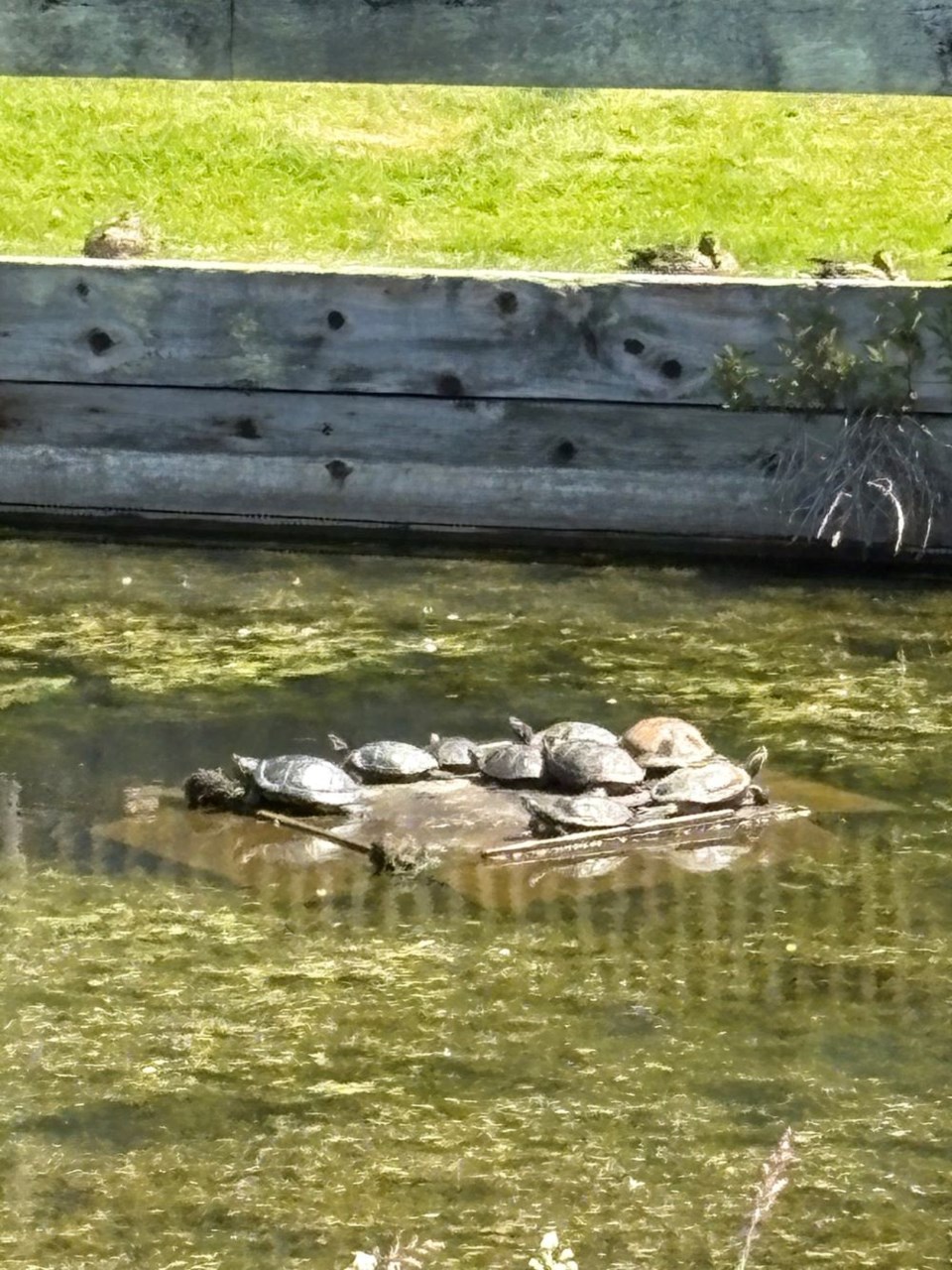 david-huffer-turtles-west-dyke