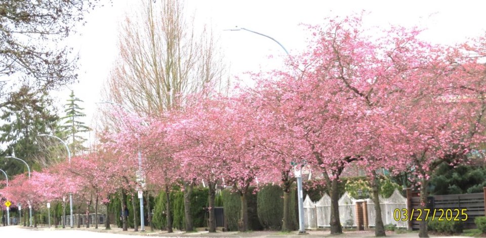deepthie-rajapakse-cherry-blossoms-williams-road