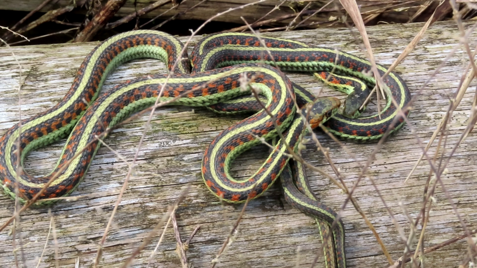 deepthie-rajapaksi-garter-snakes