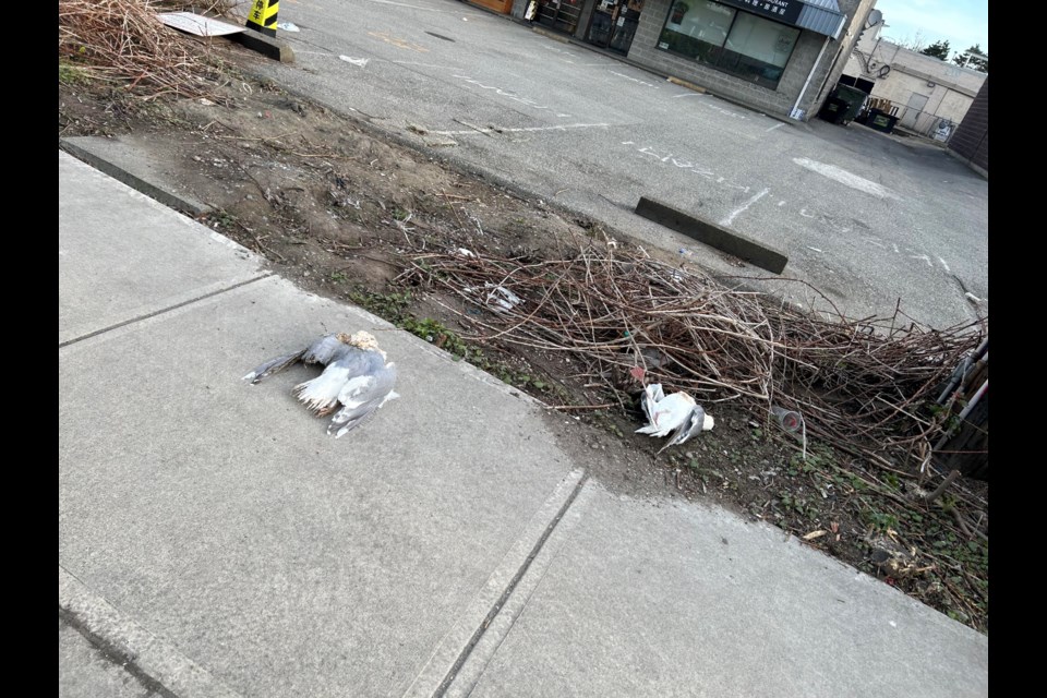 Power outage in Richmond with two seagulls being electrocuted.