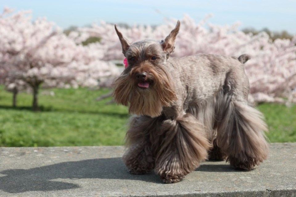 Cherry blossoms were the perfect background for this pooch at Larry Berg Flight Path Park.