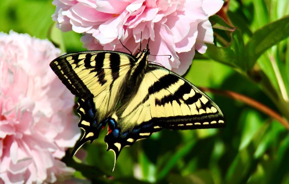 geoff-mcdonell-butterfly-london-heritage-farm