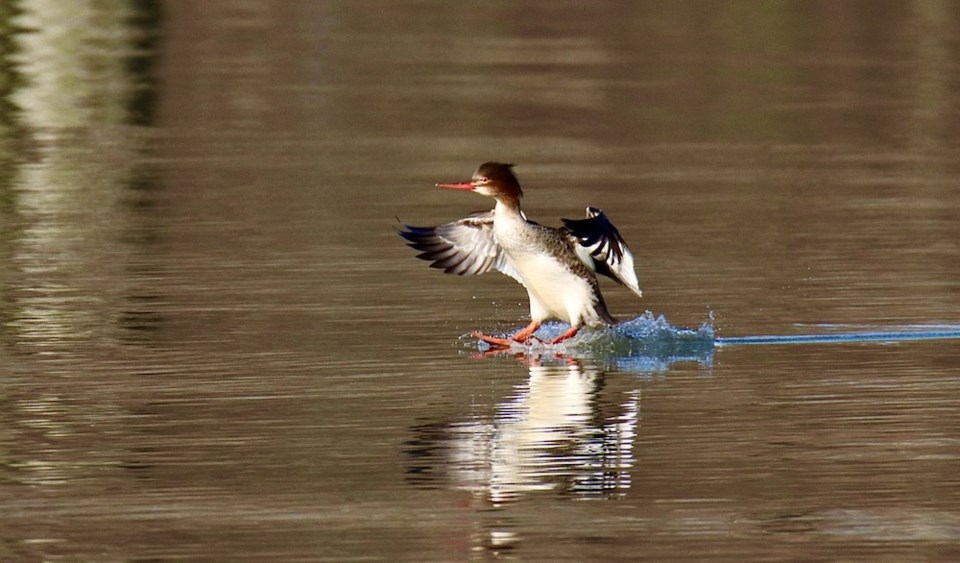 geoff-mcdonell-merganser