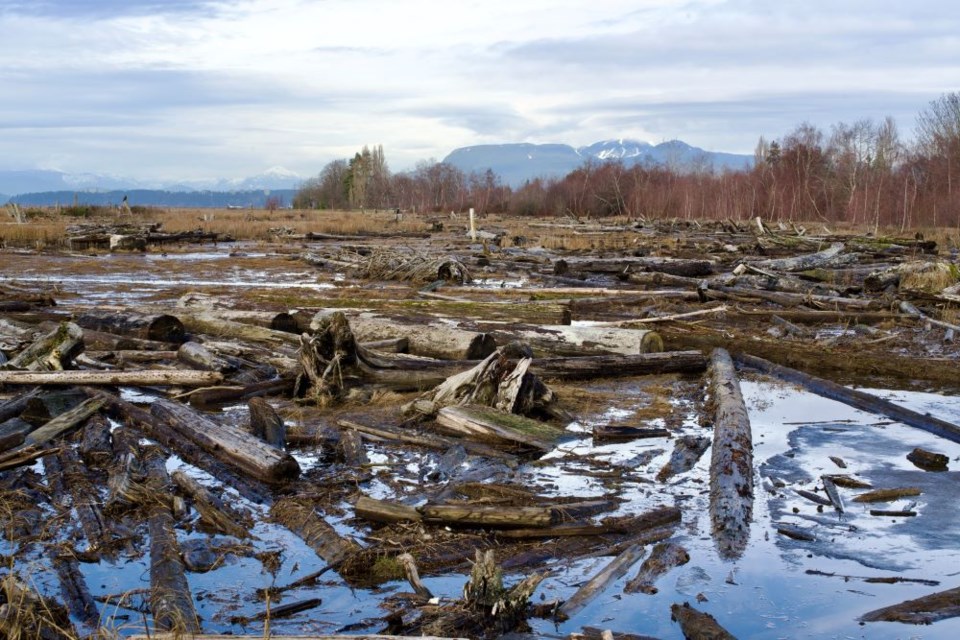 The Grauer lands along the west dyke are home to a wide variety of birds and other wildlife.