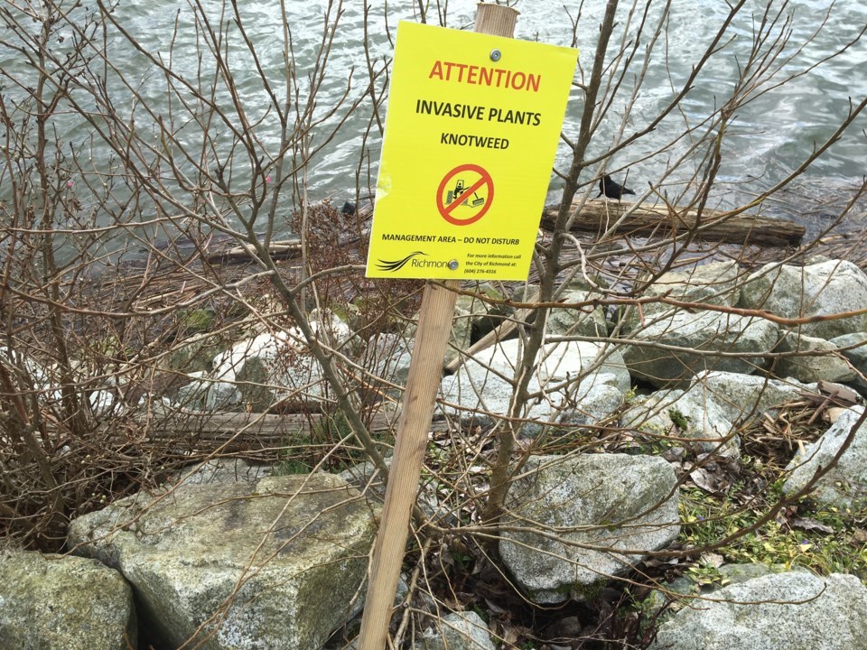 invasive-species