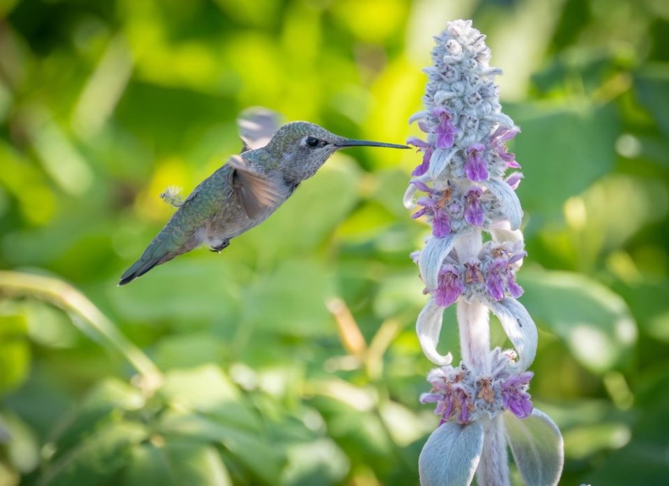 johnny-choi-annas-hummingbird-terra-nova