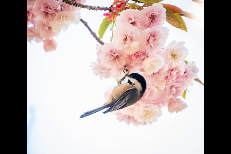 Black-capped chickadee at Minoru Park.
