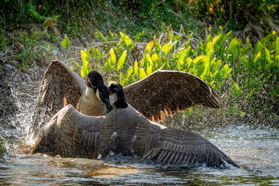 Canada goose courtship at Minoru Park.