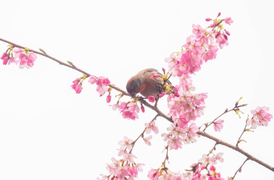 johnny-choi-house-finch-cherry-blossoms