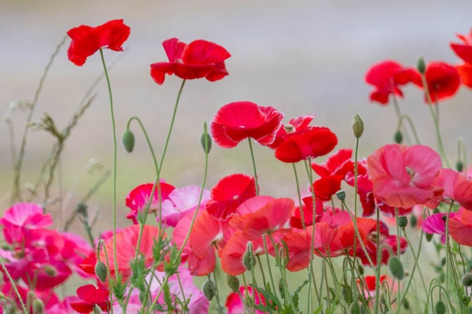 Poppies are blooming at the Terra Nova Community Garden.