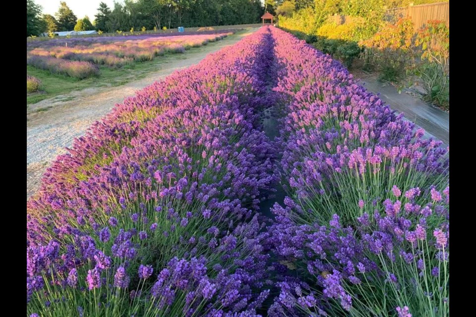 Richmond's Lavenderland features four types of lavender: SuperBlue, Grosso, Melissa and French.