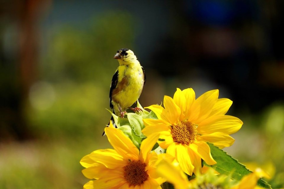 An American goldfinch on a sunflower at the Tzu Chi garden.