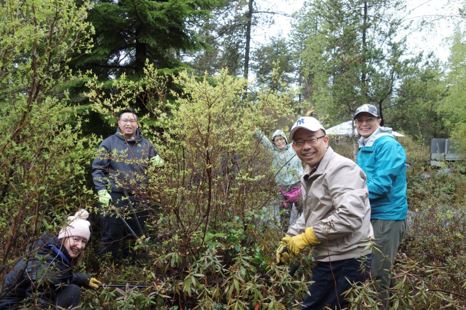 Volunteers removed 14 cubic metres of invasive blueberries from Richmond Nature Park in celebration of Earth Week.