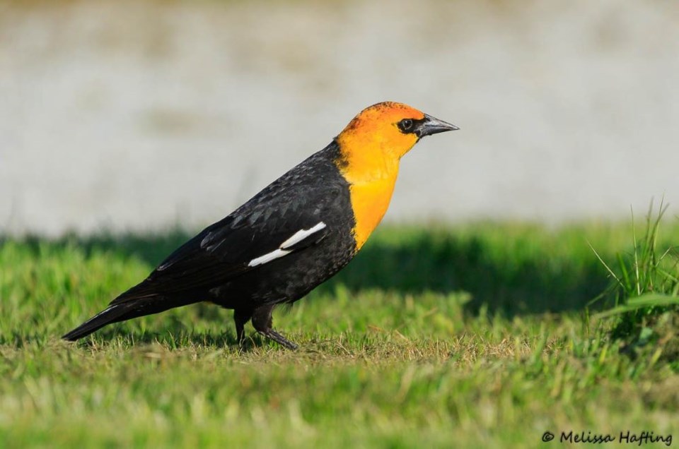 melissa-hafting-male-yellow-headed-blackbird-sea-island