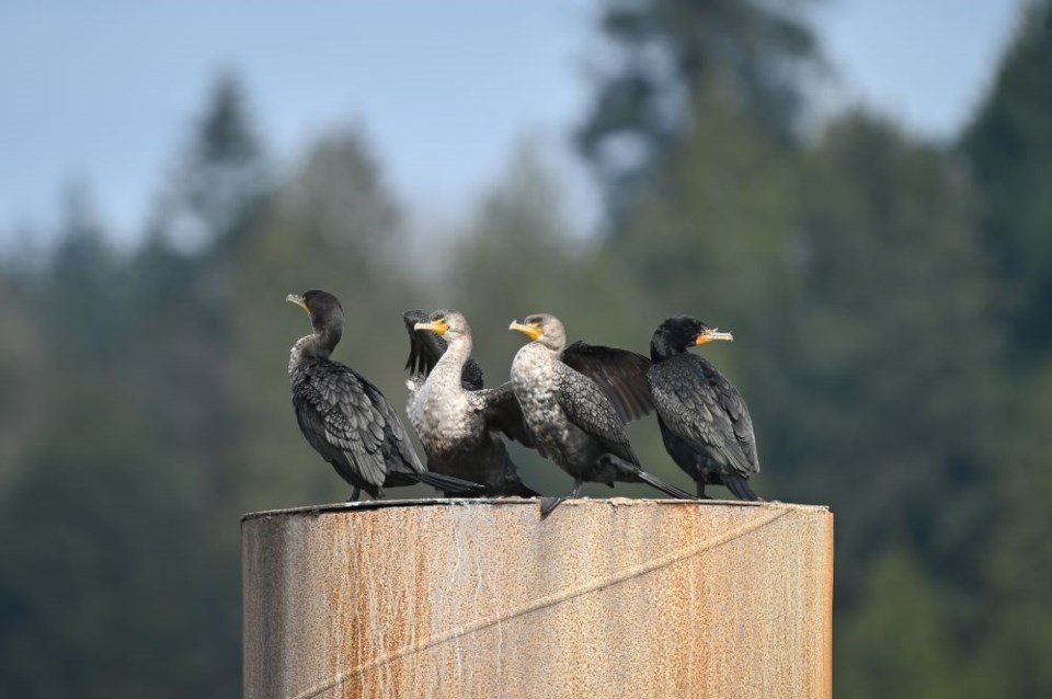 ngam-chua-cormorants