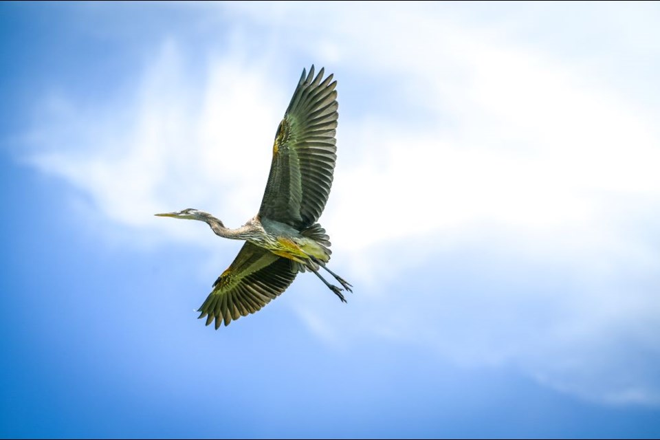 Great blue heron in flight at Iona Beach Regional Park.
