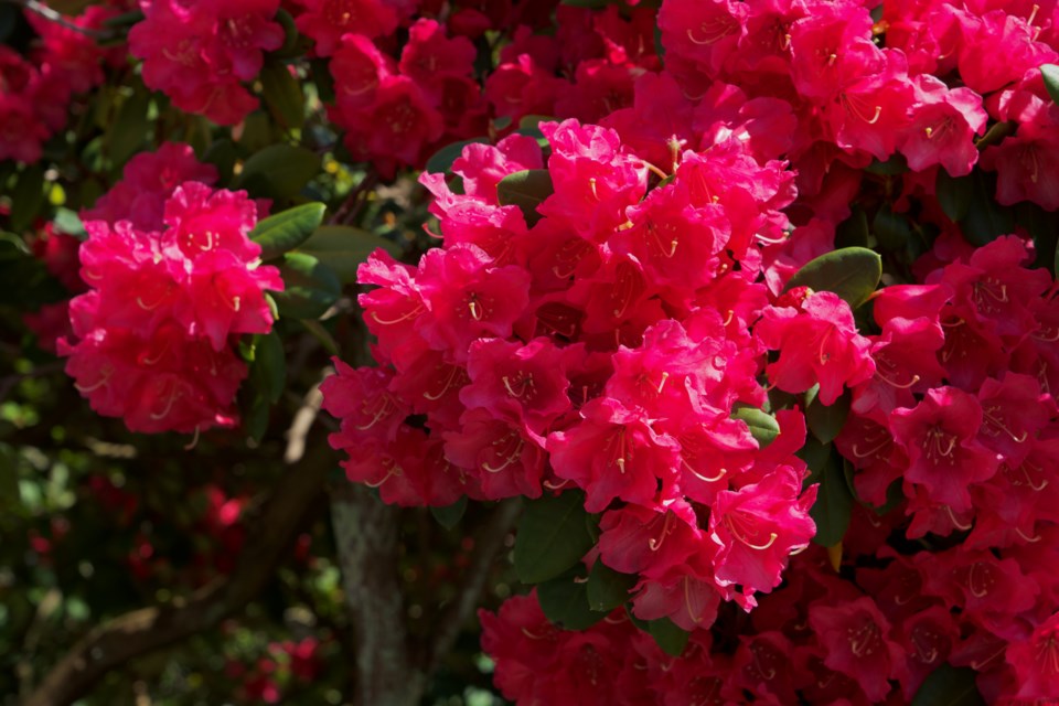 Vancouver's Queen Elizabeth Park offers beautiful plants to hidden love lock sculptures.
