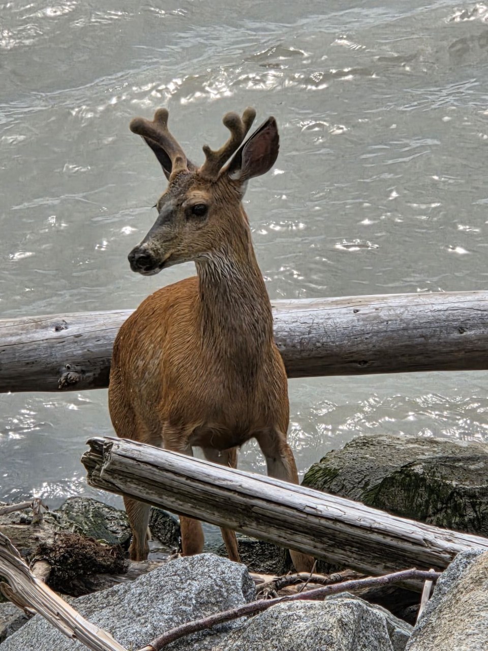 randy-ling-deer-riverfront-near-entertainment-blvd