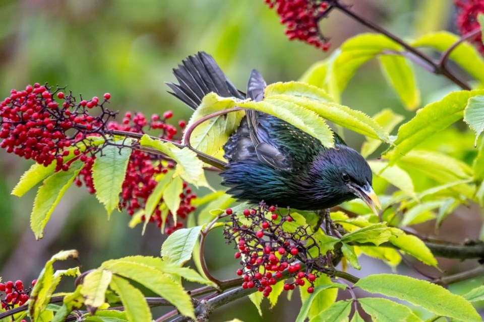 Starling eating red alderberries near Woodward Slough.