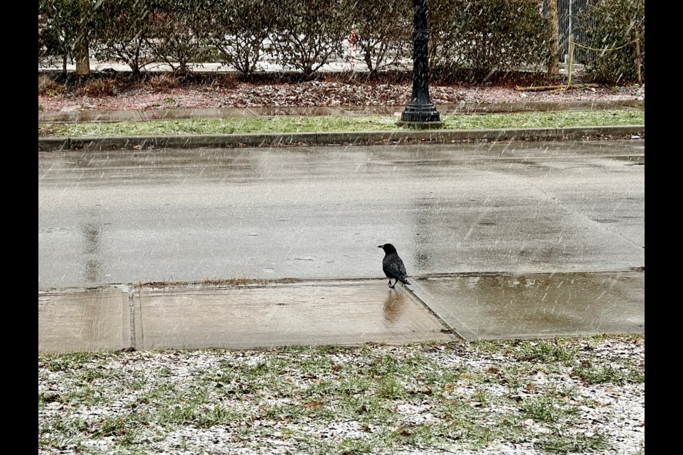 Snow returned to RIchmond just before the end of February.