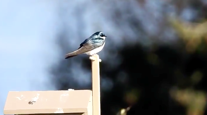 tree swallows