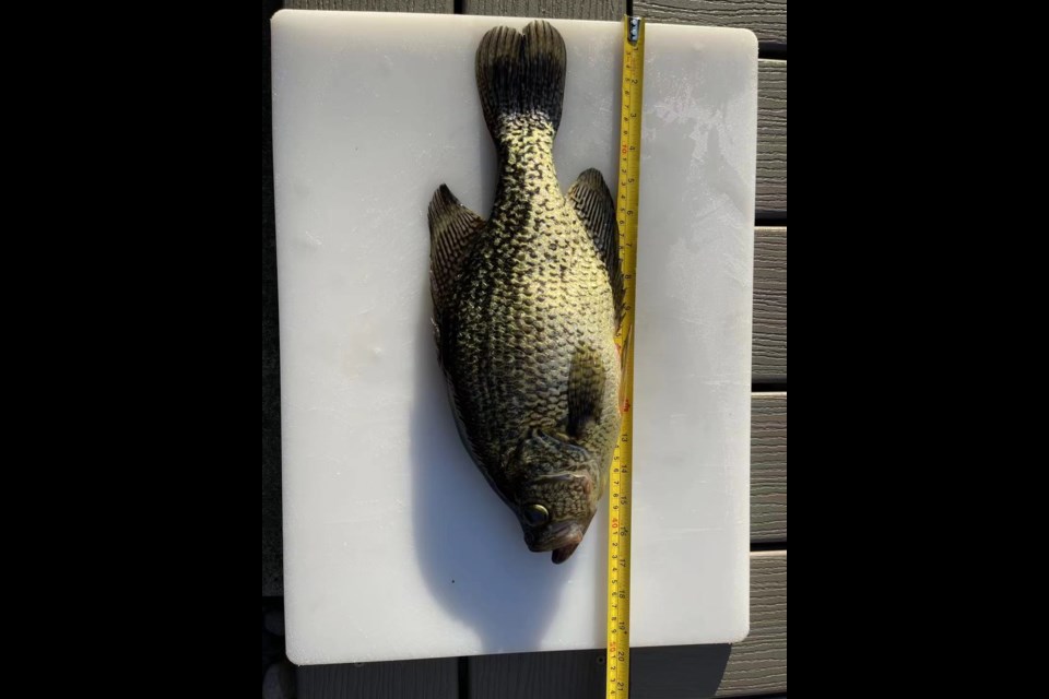 Richmondite caught giant “crappie” fish that might a B.C. record - Richmond  News
