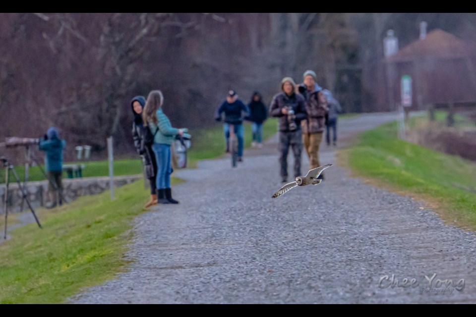 Photographers snapping shots of a short-eared owl along the West Dyke Trail.