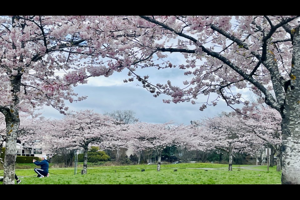 Bridge of cherry blossom trees at Garry Point Park.