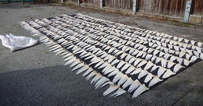 20sharkfinsseized