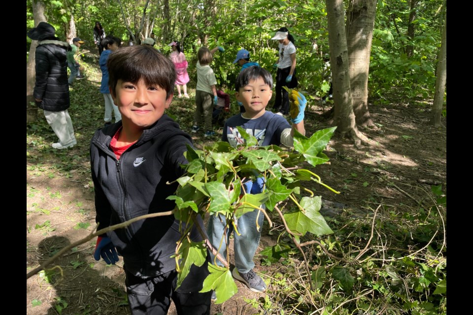 Henry Anderson elementary students helping remove invasive English ivy in Garden City Park.