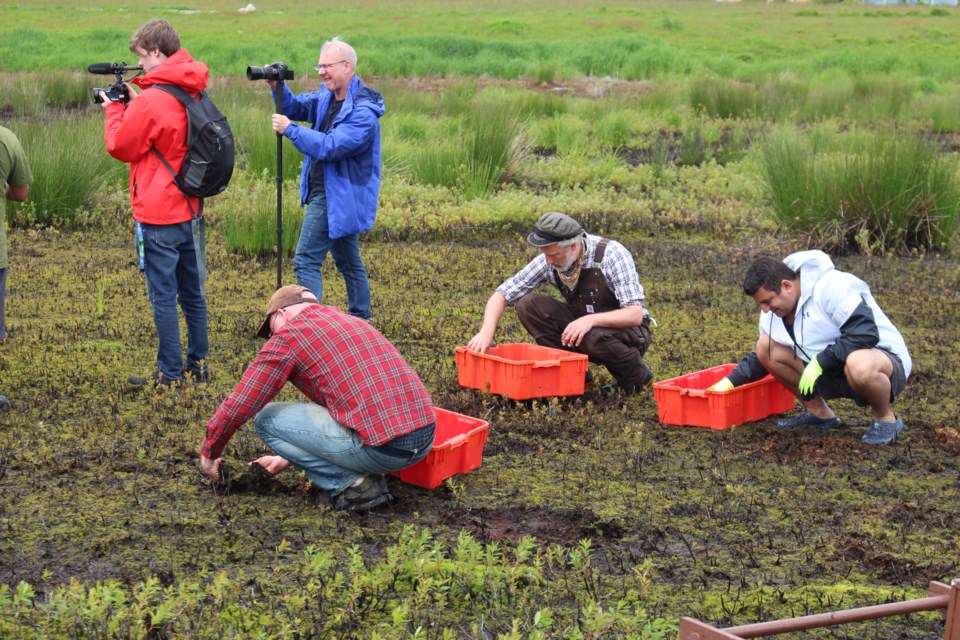Moss transplant can be tricky, and Michael Bomford decided that scooping them up with hands would work best in this environment.