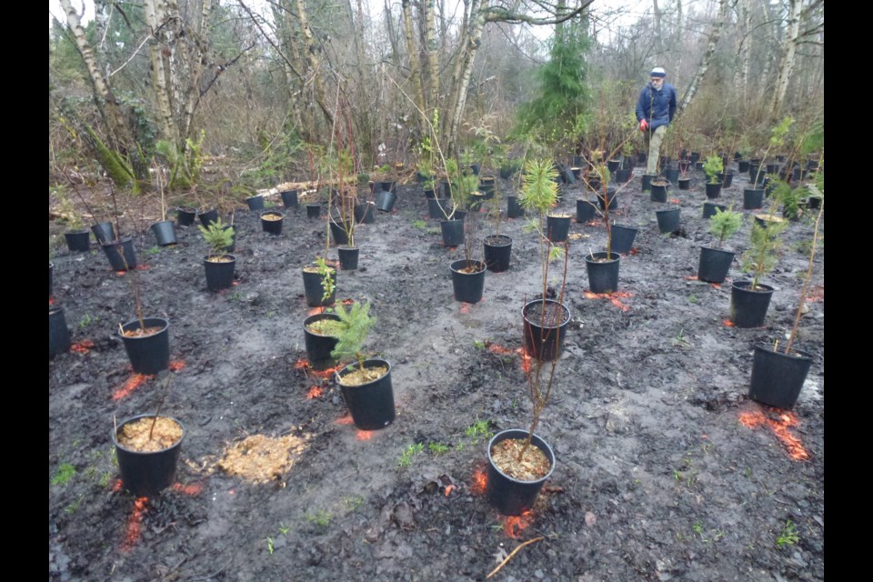 Richmond community members showed up to help plant the city's fourth pocket forest at Garden City Park.