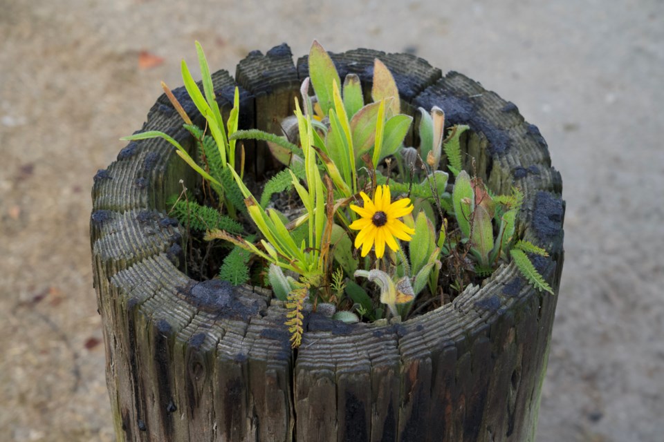 Fence Post Flowerpot GMR