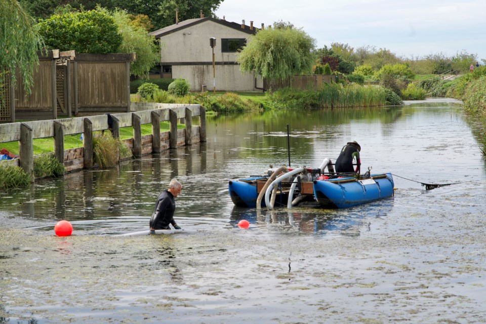 Invasive species removal 4