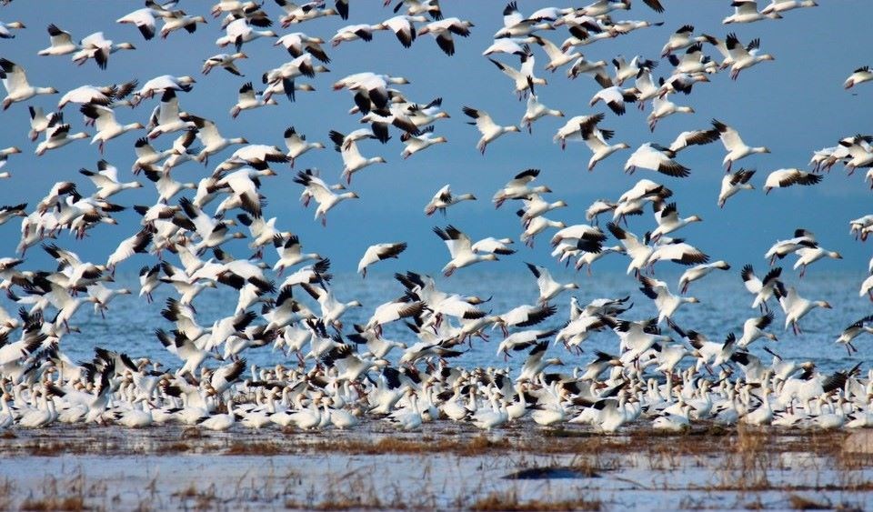 west-dyke-trail-snow-geese-geoff-mcdonell