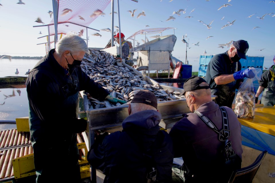 Fourth annual Herring Sale for Autism in Steveston.