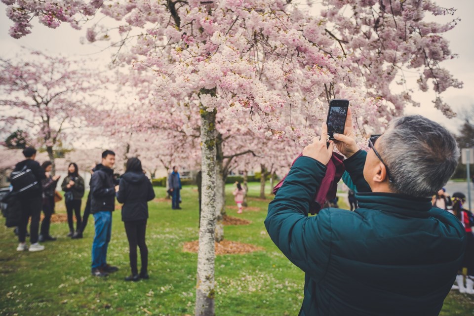 garry-point-park-cherry-blossom