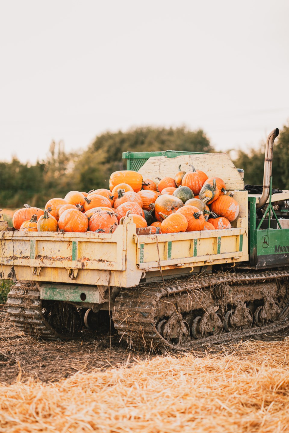Richmond Country Farms pumpkins