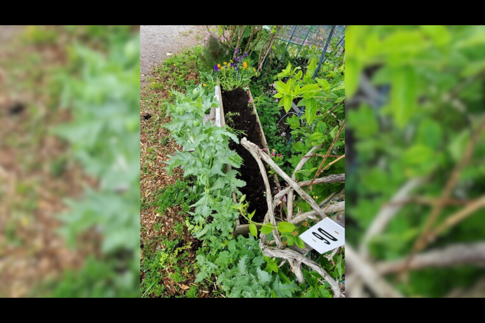 An entire flower planter at Terra Nova community garden was uprooted.