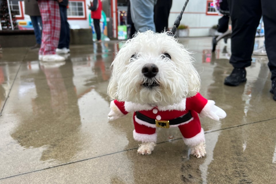 Richmondites and their four-legged friends strutted down the Steveston boardwalk to spread holiday cheer.