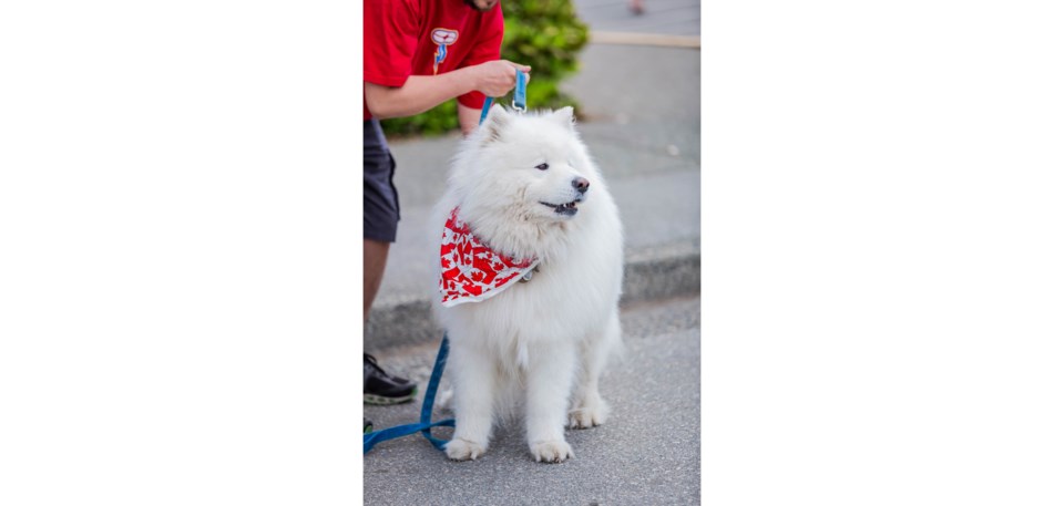 Canada Day dog Web