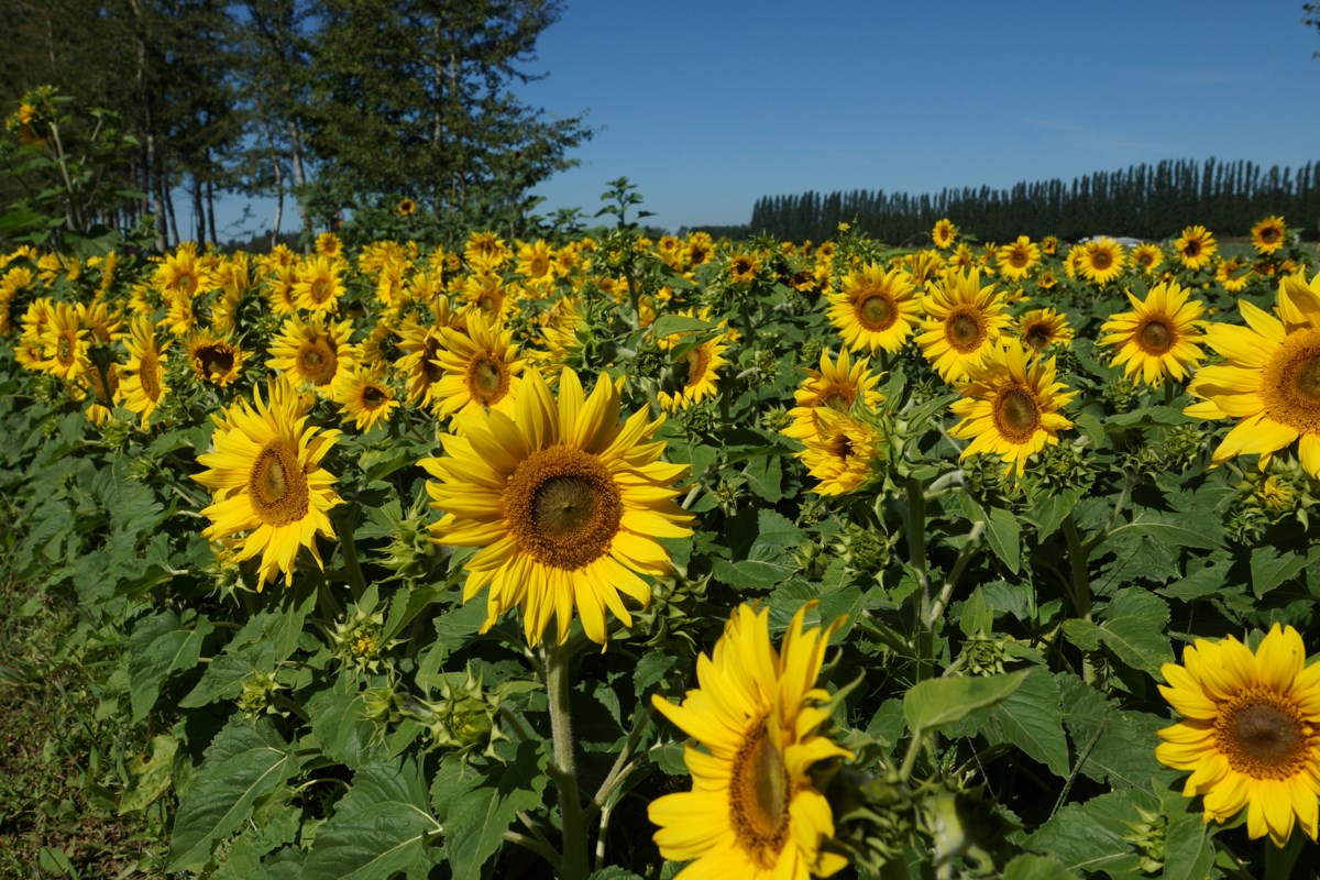 Sunflower farm in Richmond offering up free selfies